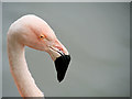 SD4314 : Chilean Flamingo (Phoenicopterus chilensis) by David Dixon