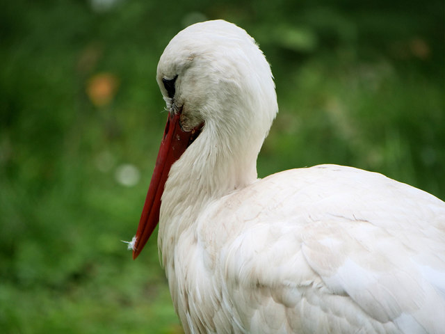 White Stork (Ciconia ciconia) © David Dixon cc-by-sa/2.0 :: Geograph ...