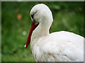SD4314 : White Stork (Ciconia ciconia) by David Dixon