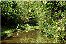 SJ6931 : Canal in Woodseaves Cutting, Shropshire by Roger  D Kidd