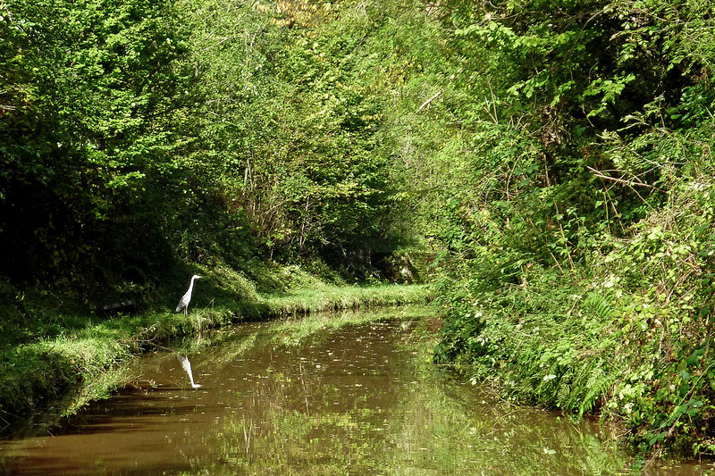 Canal in Woodseaves Cutting, Shropshire © Roger D Kidd cc-by-sa/2.0 ...