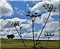 SK3575 : Cow parsley by Furnace Lane by Neil Theasby