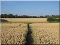 TL5806 : The Essex Way through arable land, Willingale by Roger Jones