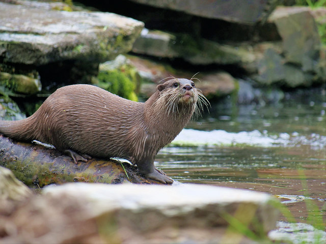 Otter at Martin Mere © David Dixon cc-by-sa/2.0 :: Geograph Britain and ...