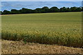 Field between Dunkirt Lane and The Drove