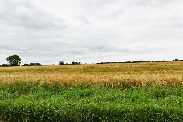 Denham: Cereal crop © Michael Garlick cc-by-sa/2.0 :: Geograph Britain ...