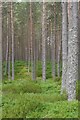 Scots pine plantation, Glen Feshie