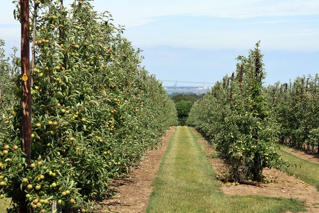 Orchard © Oast House Archive cc-by-sa/2.0 :: Geograph Britain and Ireland