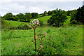 Tursallagh Townland