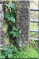 Benchmark on gatepost at field gateway opposite Higher Green Wood