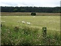 Sheep on pasture at Sluidubh