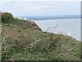 TA1774 : Clifftop gannets, Buckton cliffs by Christine Johnstone