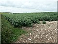 TA1372 : Potatoes growing on chalky soil, near Low Fields by Christine Johnstone