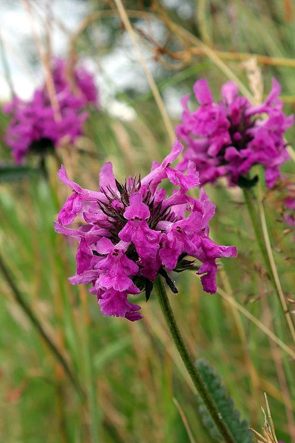 Betony (Stachys officinalis), Heddon on the Wall