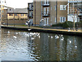 Gulls on the Hertford Union Canal