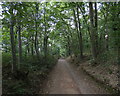 Bridleway through Rhydd Covert