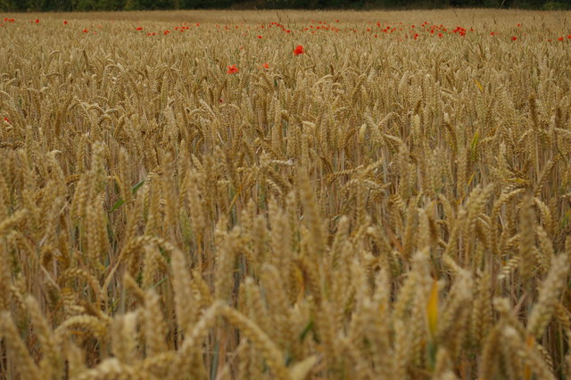 Wheat field and poppies, by the River Alde, Bruisyard