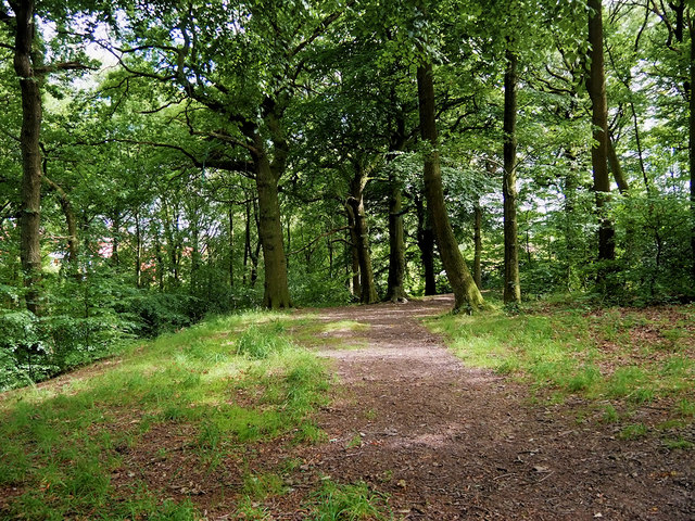 Path through Starling Wood © David Dixon :: Geograph Britain and Ireland