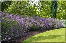 TL4557 : Cambridge University Botanic Garden : border of lavender by Jim Osley