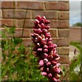 Redleg (aka Persicaria) (Persicaria maculosa)