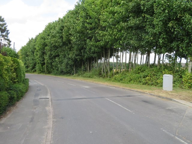 Tree lined St John's Road