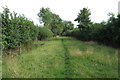 Footpath between the hedges