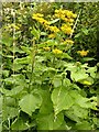 Elecampane (Inula helenium)