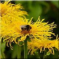 Buff-tailed bumblebee on elecampane