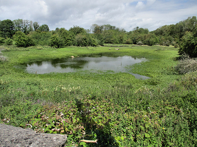 Overgrown Pond