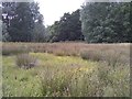 The eastern end of Craigton Wood