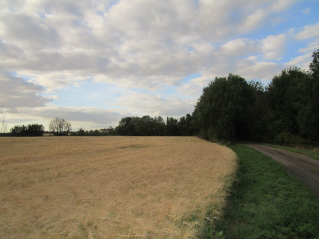 Barley field near Water Newton