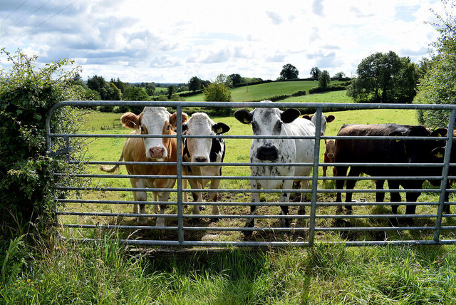 Cattle behind a gate, Deer Park (Clarke) © Kenneth Allen cc-by-sa/2.0 ...