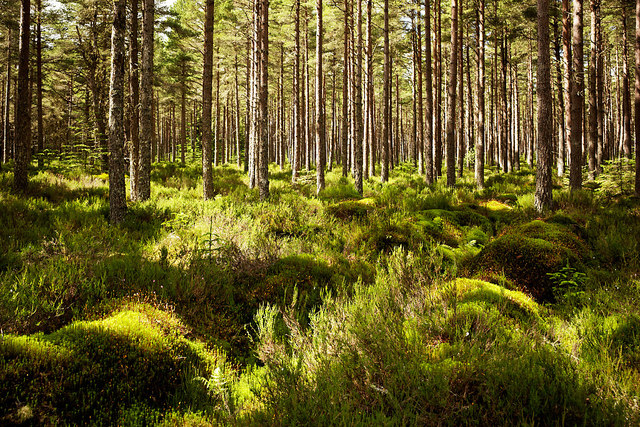 Floor of Bellton Wood © Julian Paren :: Geograph Britain and Ireland