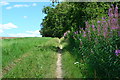 Path between field and railway embankment