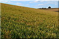 Rolling crop fields beside the Andover-Salisbury railway line