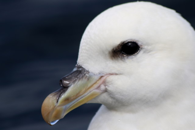 A side view of the Fulmar's tubenose