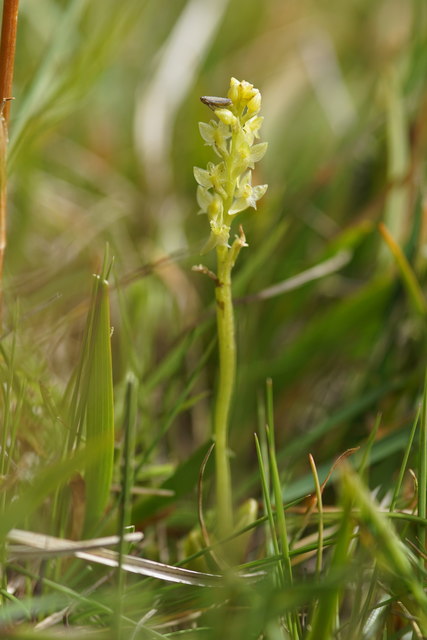 Bog Orchid (Hammarbya paludosa), Bena Water, Cullivoe