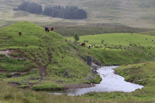 Browsing cattle on the Cnoc an t-seagail