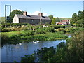 Ducks on the Wylye