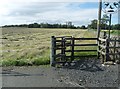 Roadside field at Mains of Duncrub