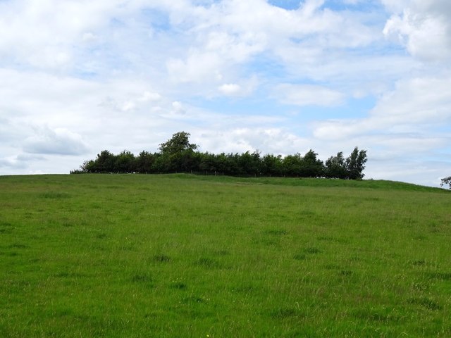 Stand of trees on Bretby Mount