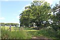 Tree Lined Field By Auchry