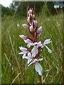 NS3778 : An unusual Heath Spotted-orchid by Lairich Rig