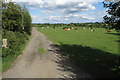 Cattle by the footpath to Aston Abbots