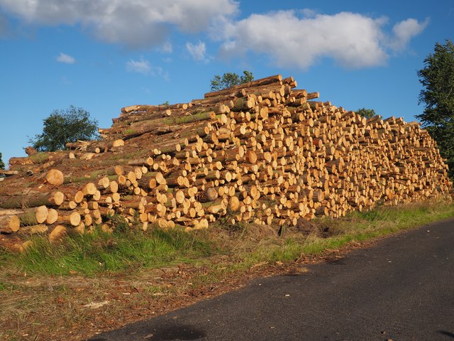 Logging in the Lammermuirs