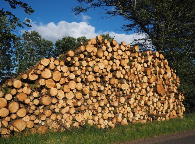Logs in the Lammermuirs