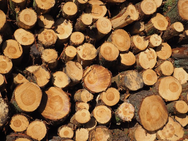 Logs in the Lammermuirs