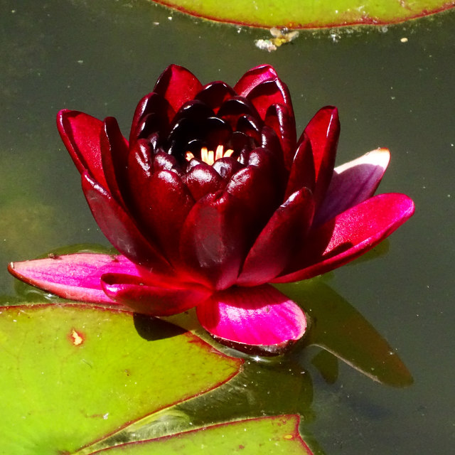 Waterlily, Buscot Park