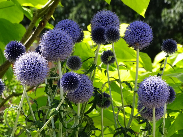 Blue flowers, Buscot Park