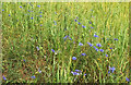 SX9490 : Cornflowers, Ludwell Valley Park by Derek Harper